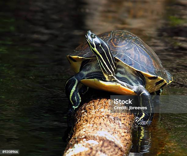 Tortuga De La Floridapseudemys Nelsoni Redbelly Foto de stock y más banco de imágenes de Pseudemys - Pseudemys, Tortuga de vientre rojo de Florida, Aire libre