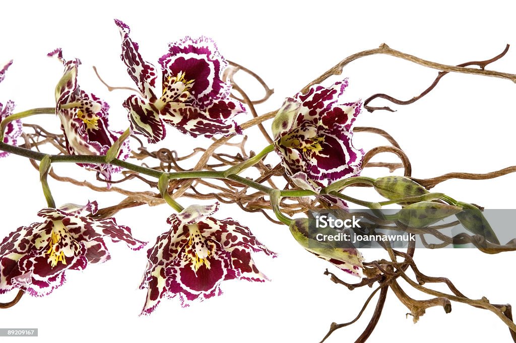 orchid - Foto de stock de Beleza royalty-free