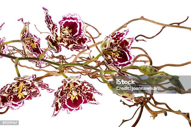 Orquídea - Fotografias de stock e mais imagens de Beleza - Beleza, Beleza natural, Bouquet