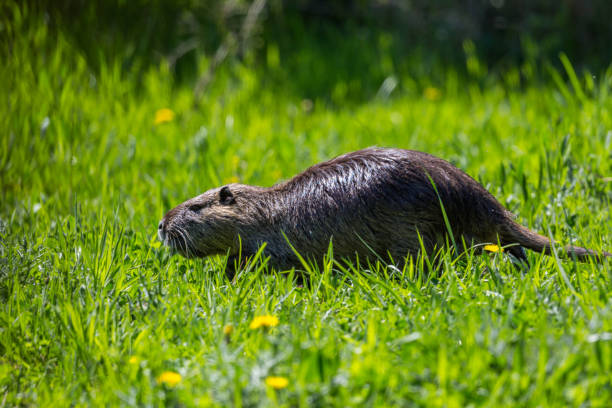 istock one nutria coypu (myocastor coypus) in green meadow 892092862