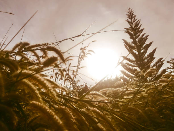 istock Fountain grass filed with pine tree in background sunrise sky, selective focus. 892092910