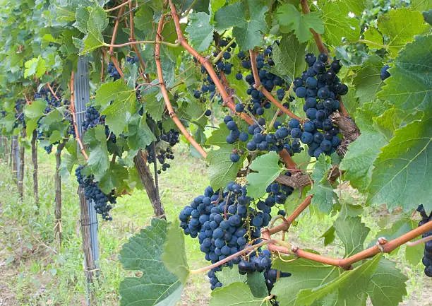 Photo of blue grapes vineyards