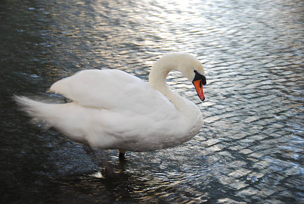 Adult Mute Swan Bathing stock photo