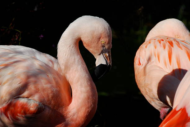 Beautiful Pink Flamingo stock photo