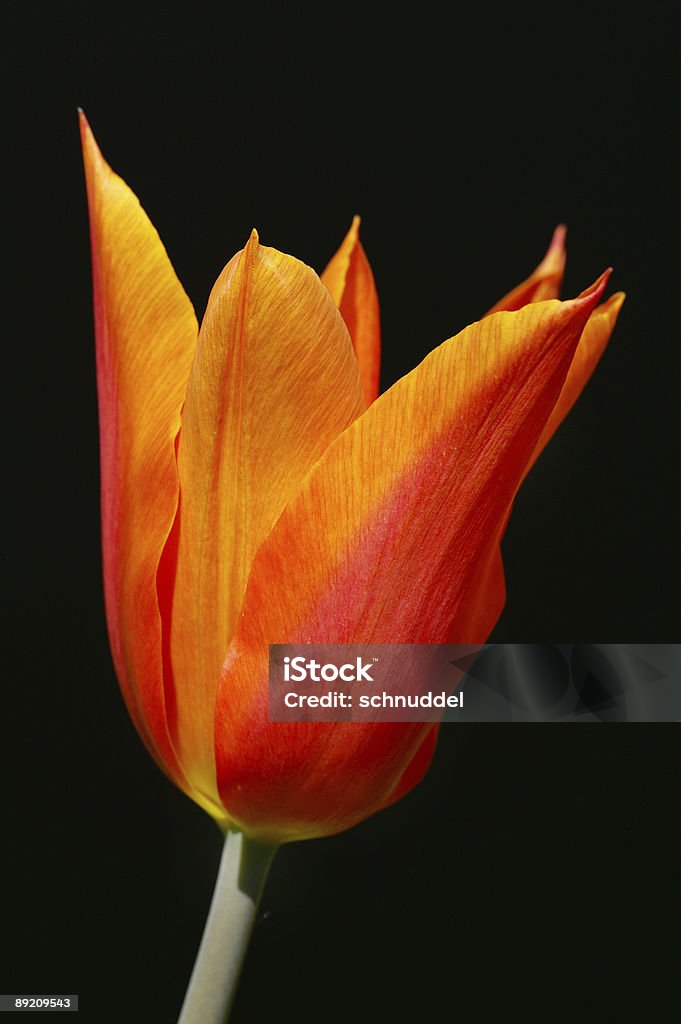 Uma Tulipa laranja 1 - Royalty-free Alto-Contraste Foto de stock