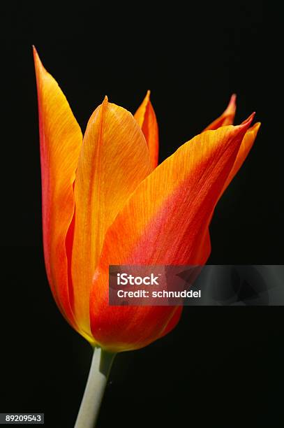 Uma Tulipa Laranja 1 - Fotografias de stock e mais imagens de Alto-Contraste - Alto-Contraste, Cabeça de Flor, Canteiro de flores