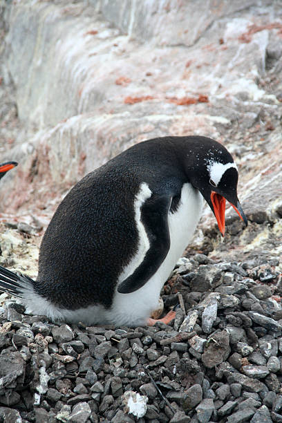 pinguim protegendo seu ninho - mating ritual - fotografias e filmes do acervo