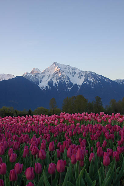 istock Pink Tulips with snowy mountain. 89209647