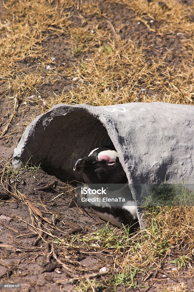 자카스펭귄 (Demersus Spheniscus - 로열티 프리 검은색 스톡 사진