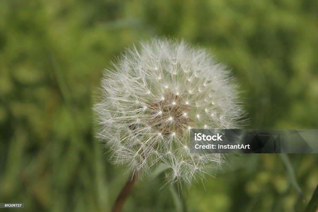 Löwenzahn head - Lizenzfrei Abstrakt Stock-Foto