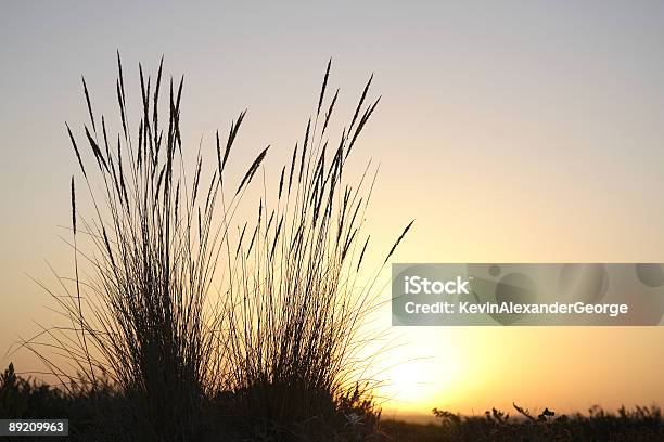 Puesta Del Sol Foto de stock y más banco de imágenes de Algarve - Algarve, Anochecer, Carrizo - Hierba