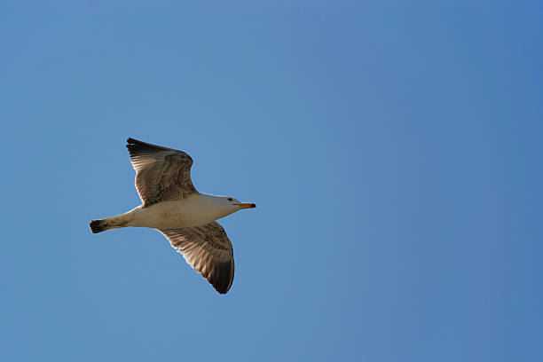 Seagull stock photo