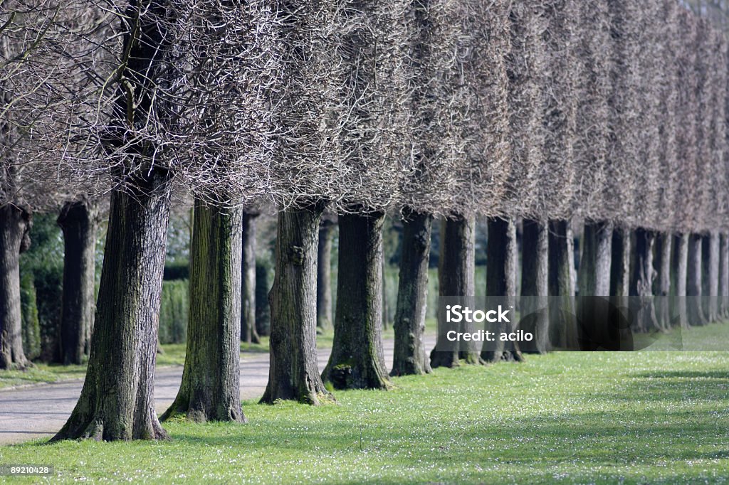 Fileira de árvores - Foto de stock de Arranjo royalty-free