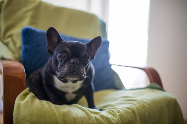 istock French bulldog sitting on chair 892104720