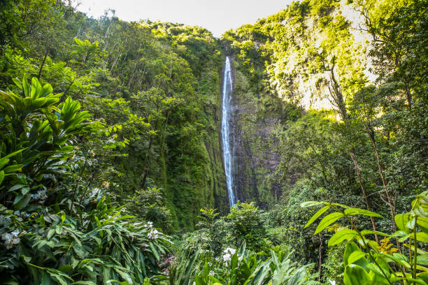 마우이 섬, 하와이 키가 waimoku 폭포 - maui hana hawaii islands landscape 뉴스 사진 이미지