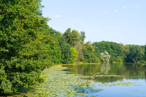 istock pond in the forest. background, nature. 892105478