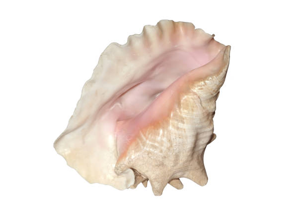 istock A great sea-shell brought from Cuba isolated on white background 892105592