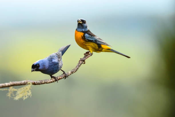 Left: The Stephanophorus is a monotypic genus of tanager, containing only the diademed tanager, Stephanophorus diadematus (Portuguese: Sanhaçu-frade). Right: The blue-and-yellow tanager (Thraupis bonariensis) (Portuguese: sanhaçu-papa-laranja) is a species of bird in the family Thraupidae, the tanagers