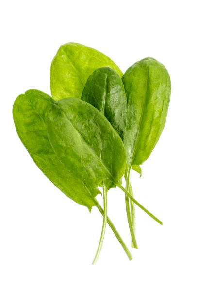 istock Bundle of fresh Sorrel Rumex acetosa paths, top view on white 892108640