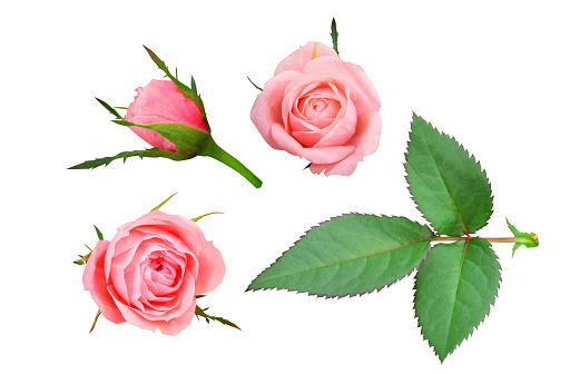 Set of pink roses isolated on white background.