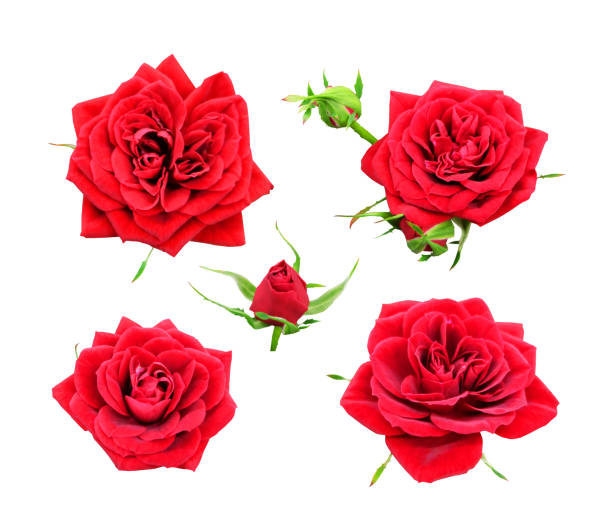 istock Set of red roses 892115434
