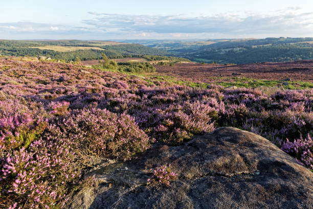 istock Colorful sunset over the moors 892117626