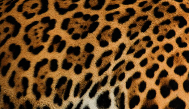 istock Natural pattern of jaguar (Panthera onca) fur. 892126080
