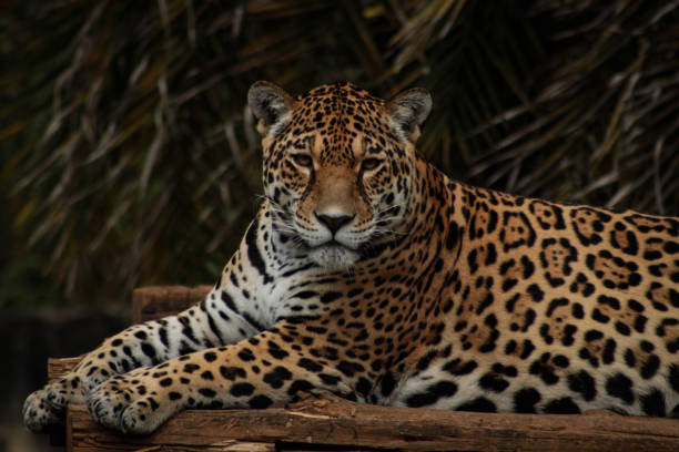 istock The portrait of jaguar (Panthera onca). 892126182
