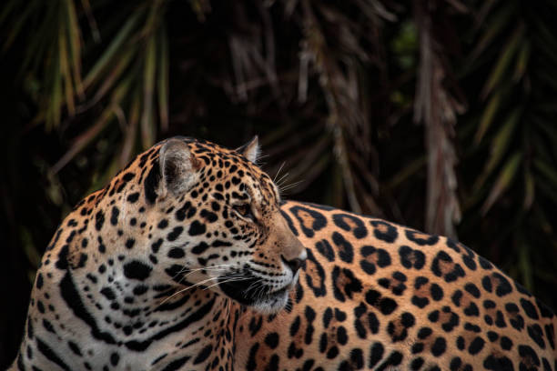 istock The portrait of jaguar (Panthera onca). 892130822