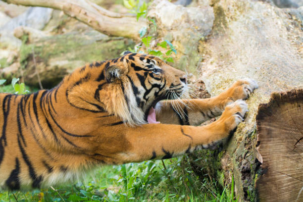 istock Tiger (Panthera tigris) is the largest cat species, most recognizable for their pattern of dark vertical stripes on reddish-orange fur with a lighter underside. 892135118