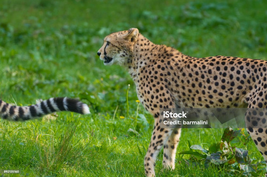 Red List Animal Cheetah Or Cheeta Fastest Land Animal Large Felid Of The  Subfamily Felinae Stock Photo - Download Image Now - iStock