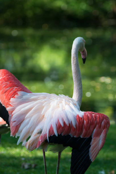 istock Pink flamingo birds on green grass 892135252