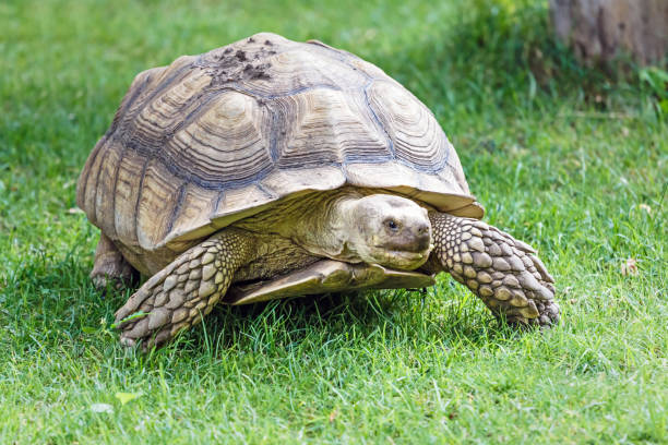 istock Giant tortoise on the grass 892135314