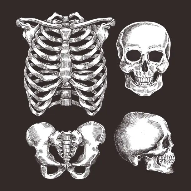 Vector illustration of Human skeleton sketch set. Rib cage, skull. Vector illustration