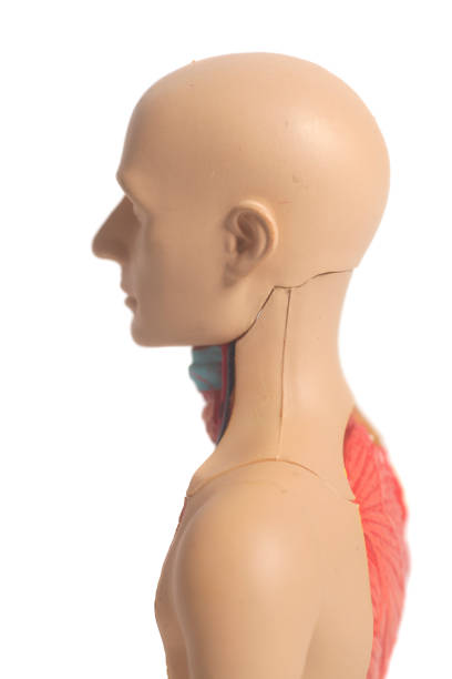 istock Human Body Anatomy Model 892139004