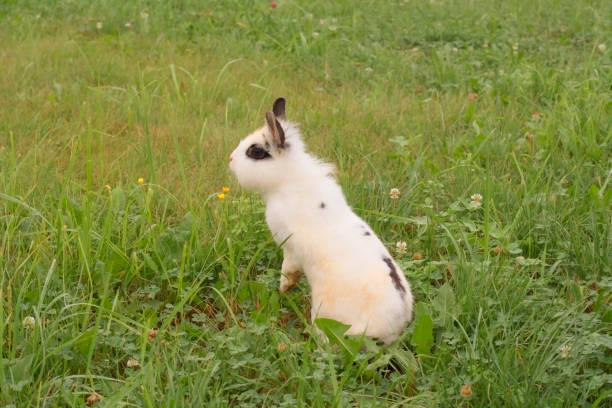 istock Domestic decorative rabbit on a meadow standing on its hind legs. 892139316