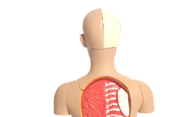 istock Human Body Anatomy Model 892142102