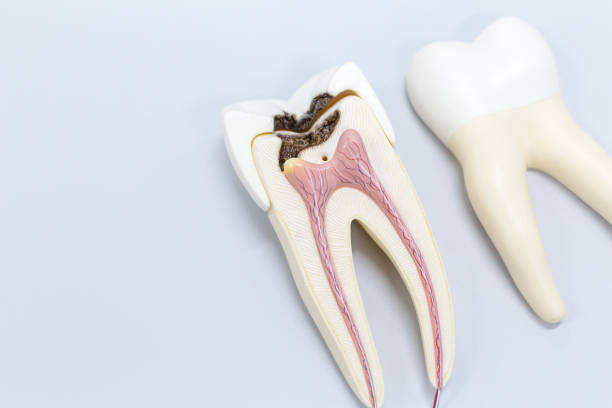 Tooth model for classroom education and in laboratory. stock photo