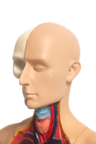 istock Human Body Anatomy Model 892147854