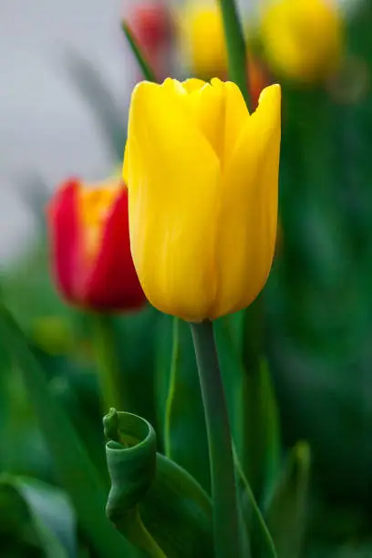 Beautiful yellow flower tulip. Flowerbackground, gardenflowers. Garden flower. Vertical Abstract background.