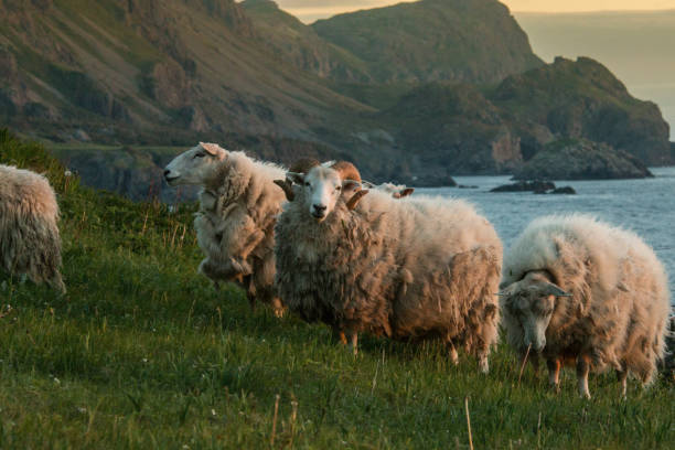 istock The sheep (Ovis aries) of Trout River, Gros Morne 892150934