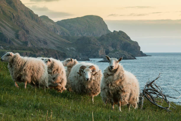 The sheep (Ovis aries) of Trout River, Gros Morne