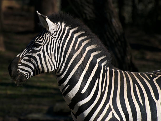 Zebra Mugshot stock photo