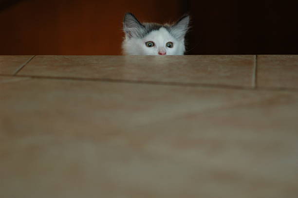 curious kitty stock photo