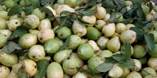 istock Guava fruits backgrounds 892155850