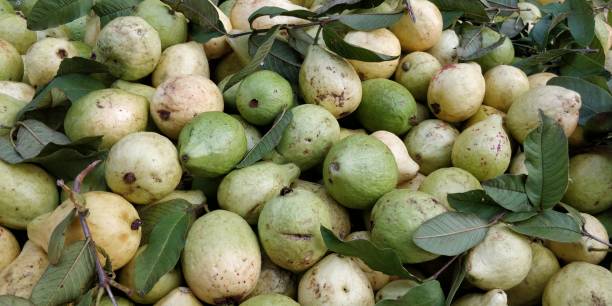istock Guava fruits backgrounds 892155862