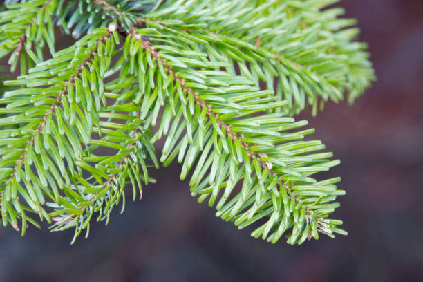 istock close-up of a fir branch 892156220