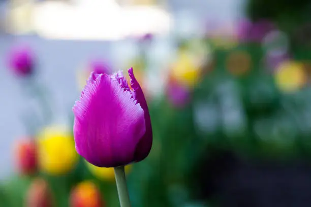 Purple tulip close-up. Horizontal Abstract background. Flowerbackground, gardenflowers. Garden flower