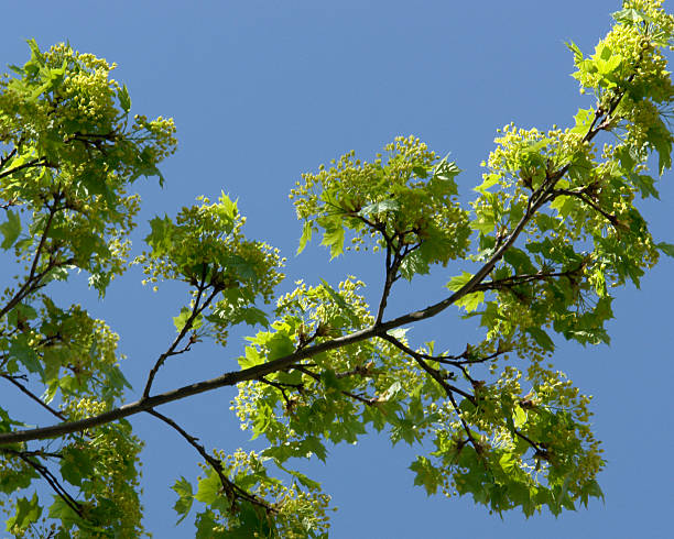 fresh green twigs in sunny ambiance