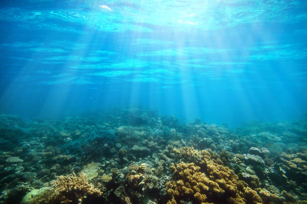 istock Underwater coral reef on the red sea 892159492